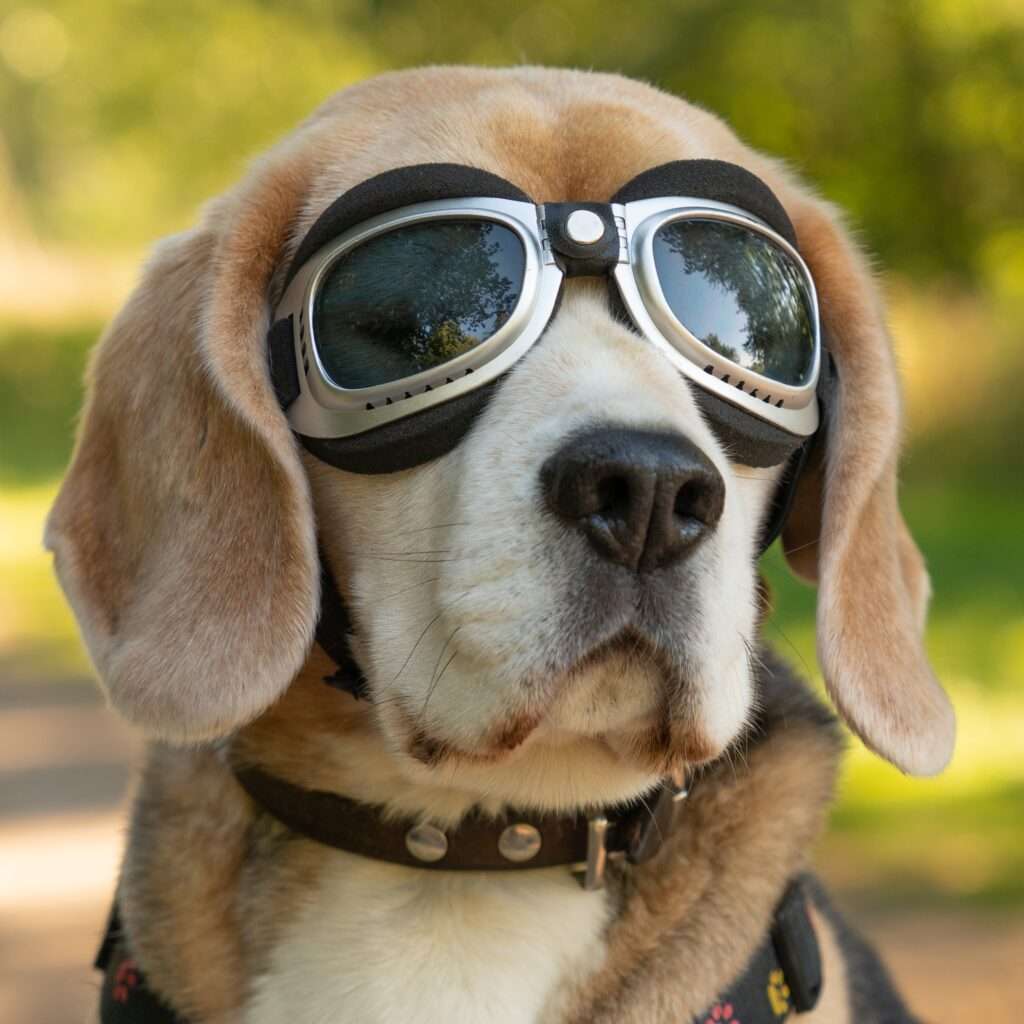 volar con tu mascota en avión.