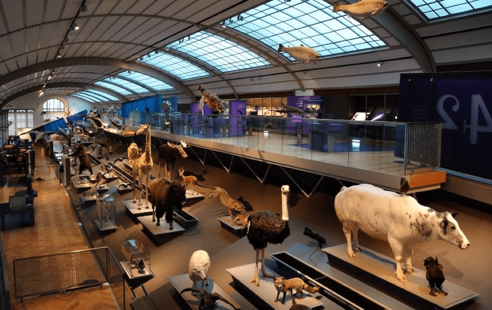 Mejores Museos de España: Museo Nacional de Ciencias Naturales