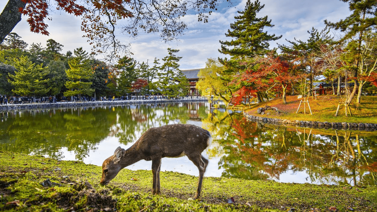 Parque de Nara. Lugares que ver en Japón. Viajar a Japón