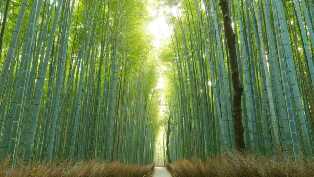 Bosque de Bambu que ver en Japón. Viajar a Japón